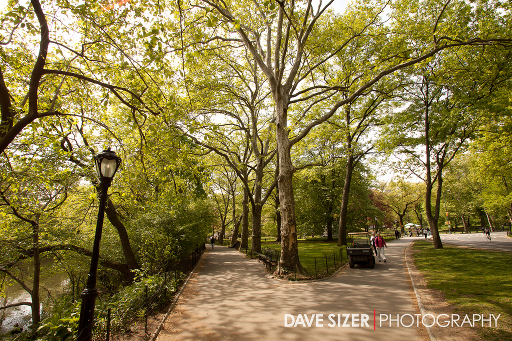 Cura magna dictum varius in purus